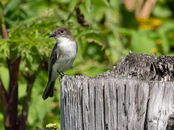 Eastern phoebe (Sayornis phoebe)